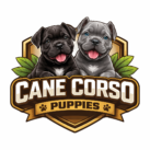 Cane Corso Puppies